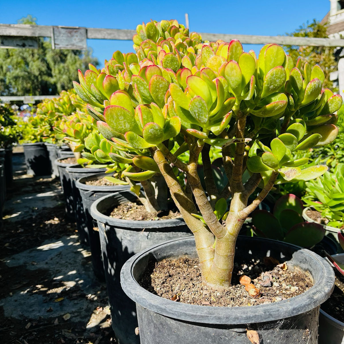 Jade Plant