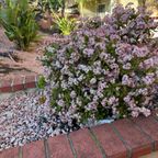 Jade Plant