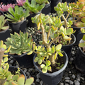 Jade Plant