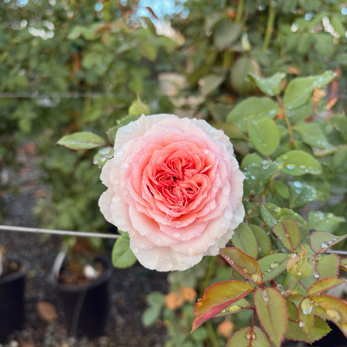James Galway Climbing Rose