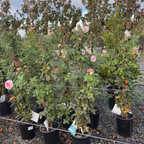 James Galway Climbing Rose