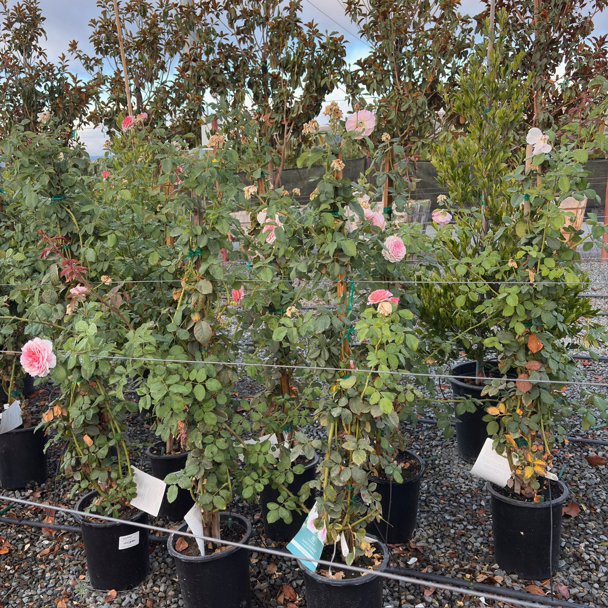 James Galway Climbing Rose