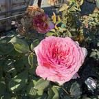 James Galway Climbing Rose