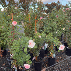 James Galway Climbing Rose