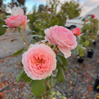 James Galway Climbing Rose