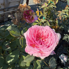 James Galway Climbing Rose