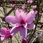 Close-up of Jane Magnolia pink flower with blurred background