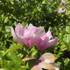 Jane Magnolia Pink flowers with green leaves in the background
