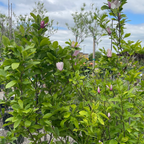 Flowering Jane Magnolia plant with pink blossoms and green leaves against a cloudy sky.