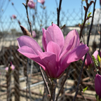 Close-up of Jane Magnolia pink flower with a blurred background