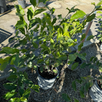 Potted Jane Magnolia plant with green leaves on a concrete surface