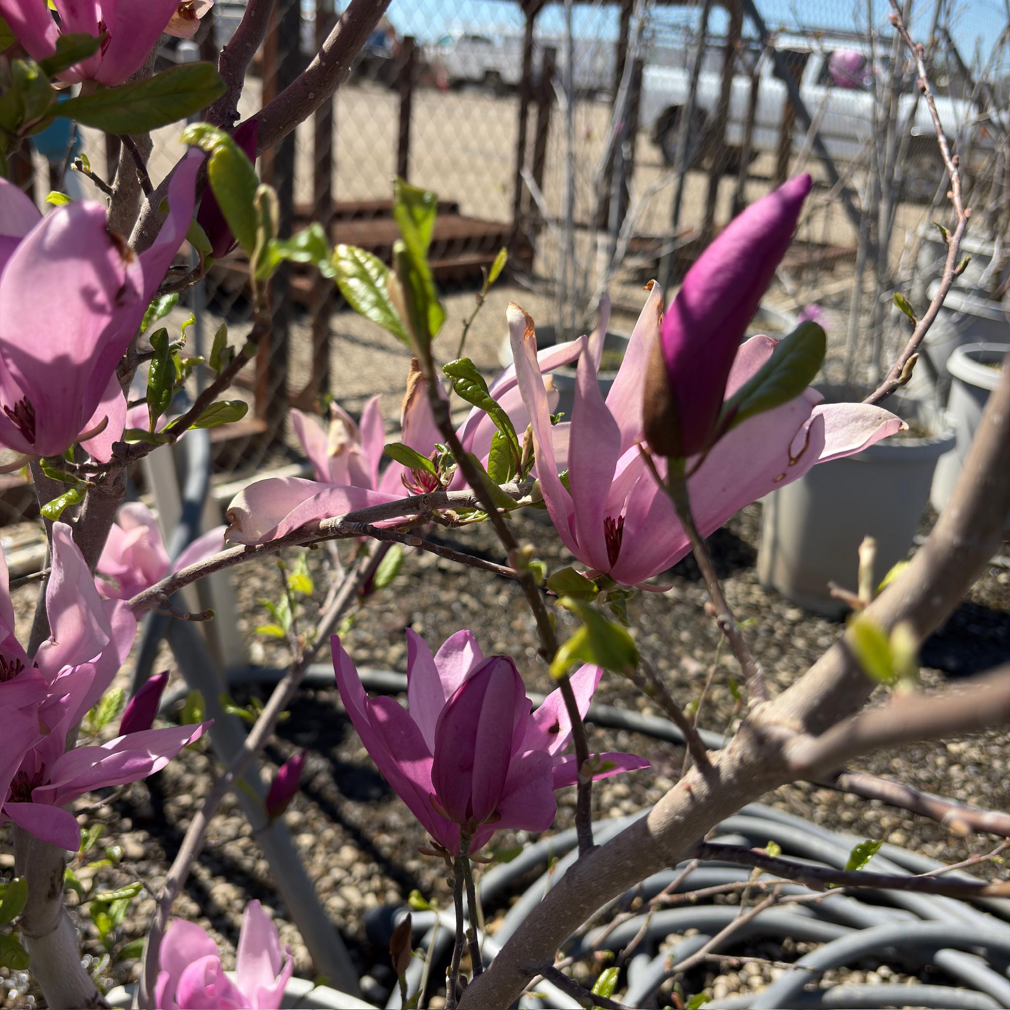 Pink flowers on a Jane Magnolia tree branch with a garden background