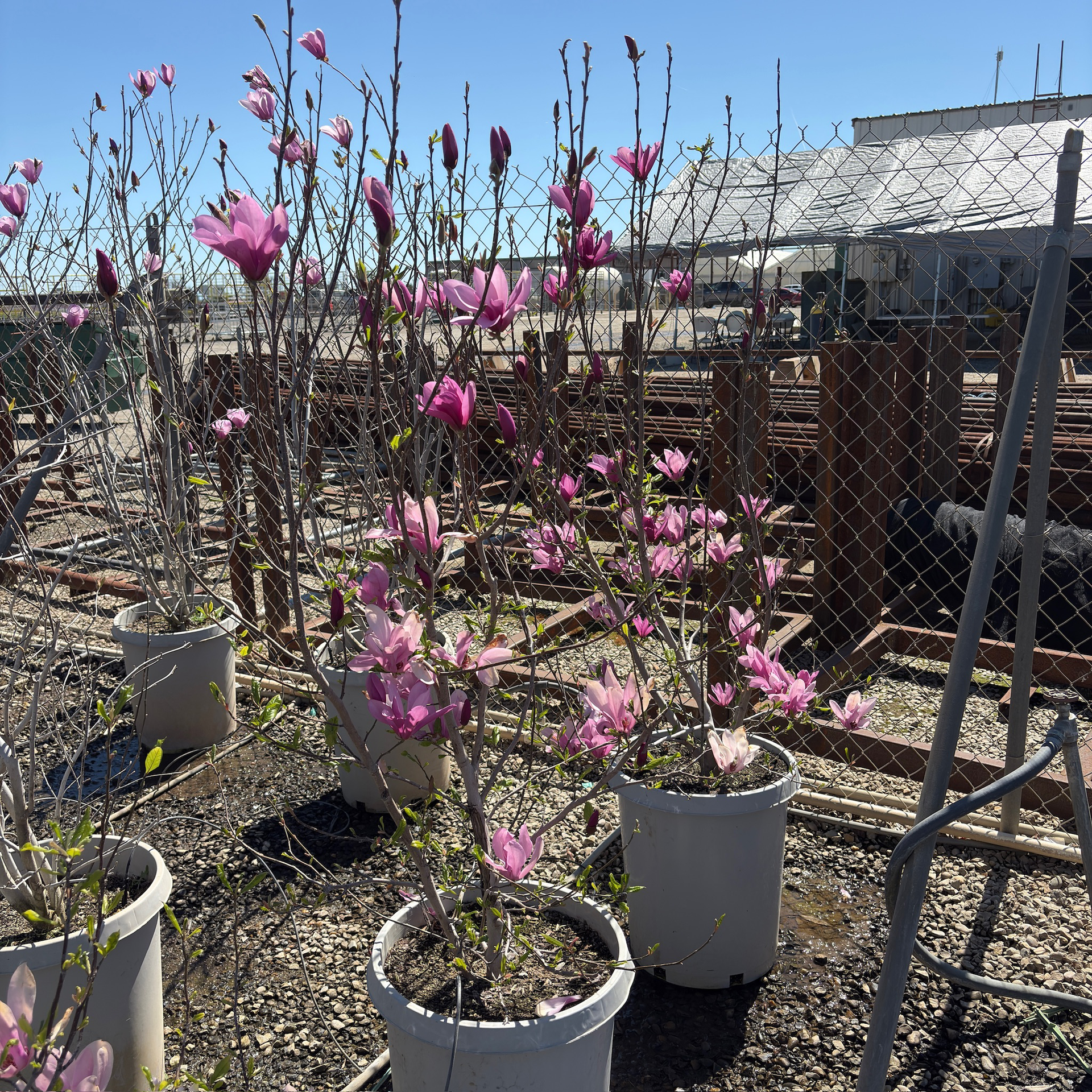 can i plant a magnolia in a pot Jane Magnolia Tree – Late Spring Pink-Purple Blooms, Compact Size – Victory Nursery