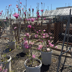 Potted Jane Magnolia plants with pink flowers in a garden setting