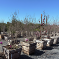 Jane Magnolia Plants in wooden pots with pink flowers in an outdoor setting