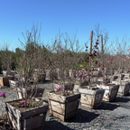 Jane Magnolia Plants in wooden pots with pink flowers in an outdoor setting