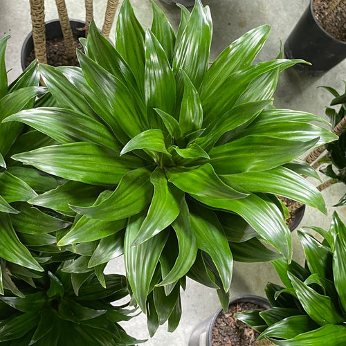 dracaena janet craig dying Janet Craig Compact Dracaena