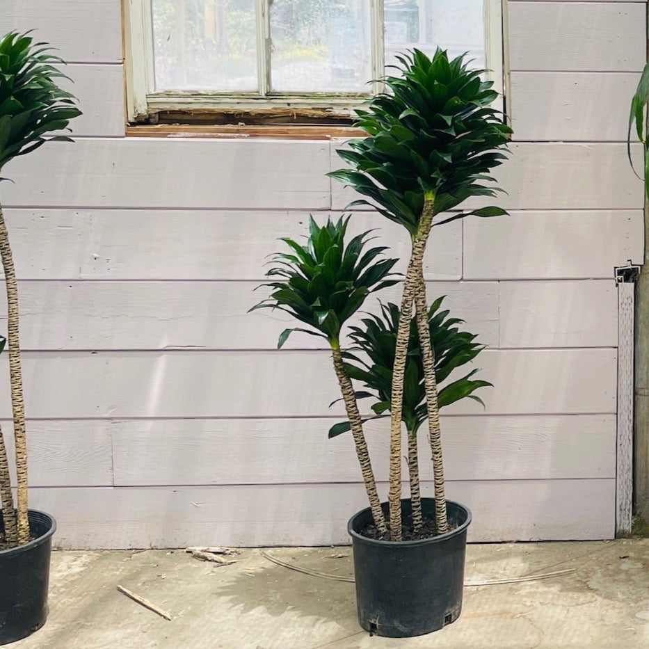 Janet Craig Compacta