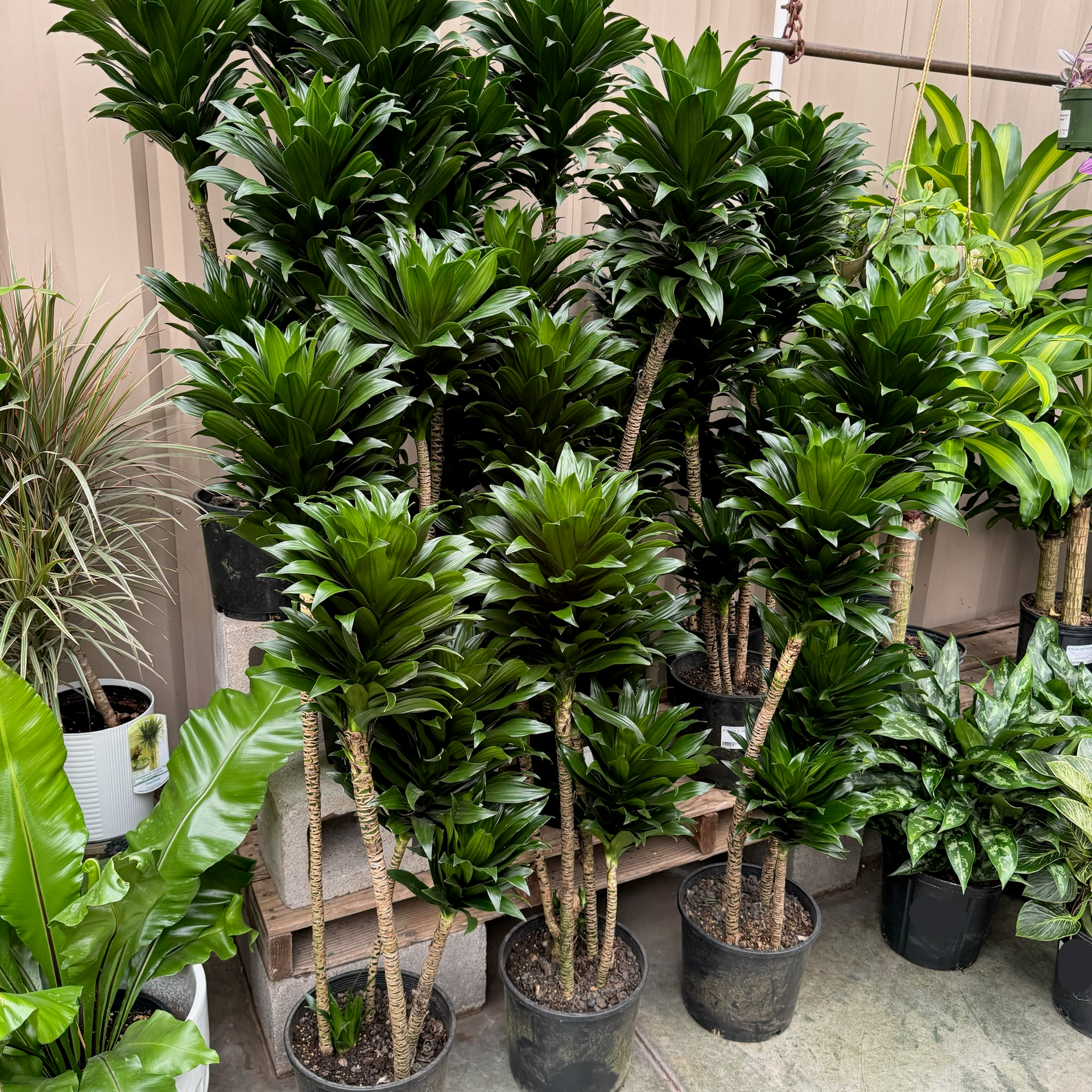 Janet Craig Compact Dracaena