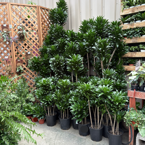 dracaena janet craig compacta cane plant Janet Craig Compact Dracaena