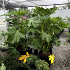 Japanese Aralia