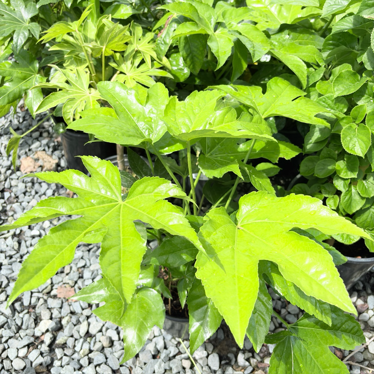 Japanese Aralia