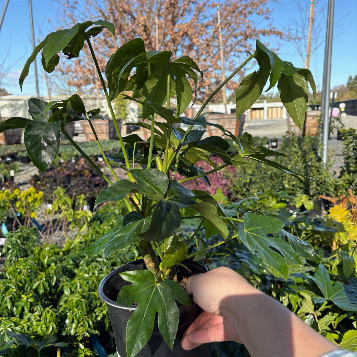 japonica plant indoor Japanese Aralia
