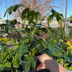 Japanese Aralia