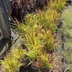 Japanese Blood Grass