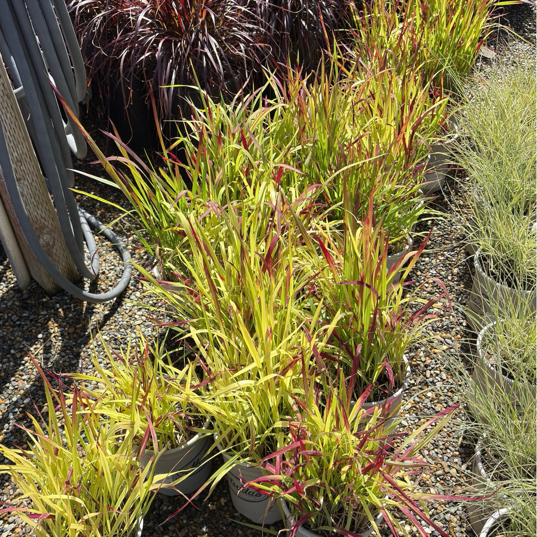 Japanese Blood Grass