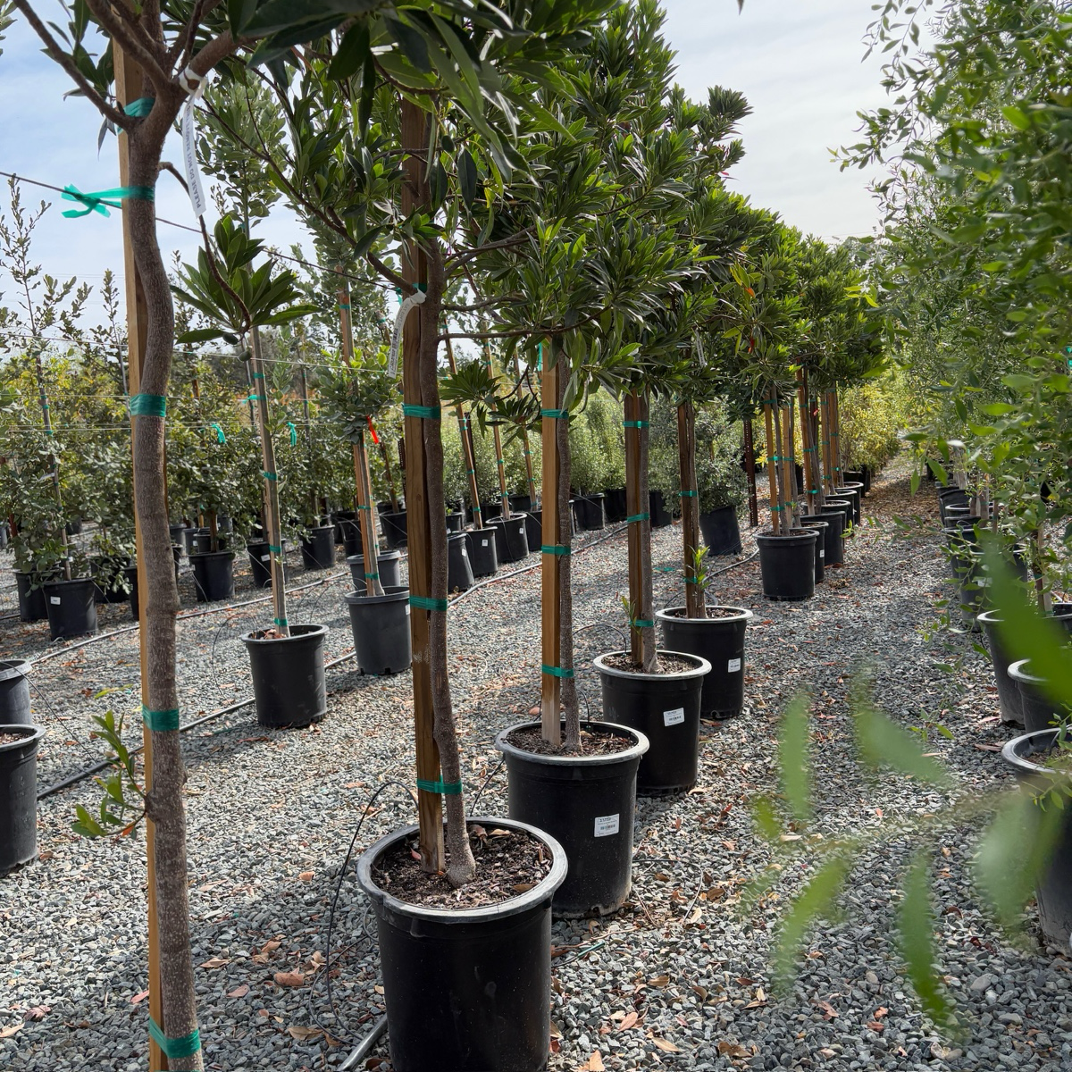 Japanese Blueberry Tree