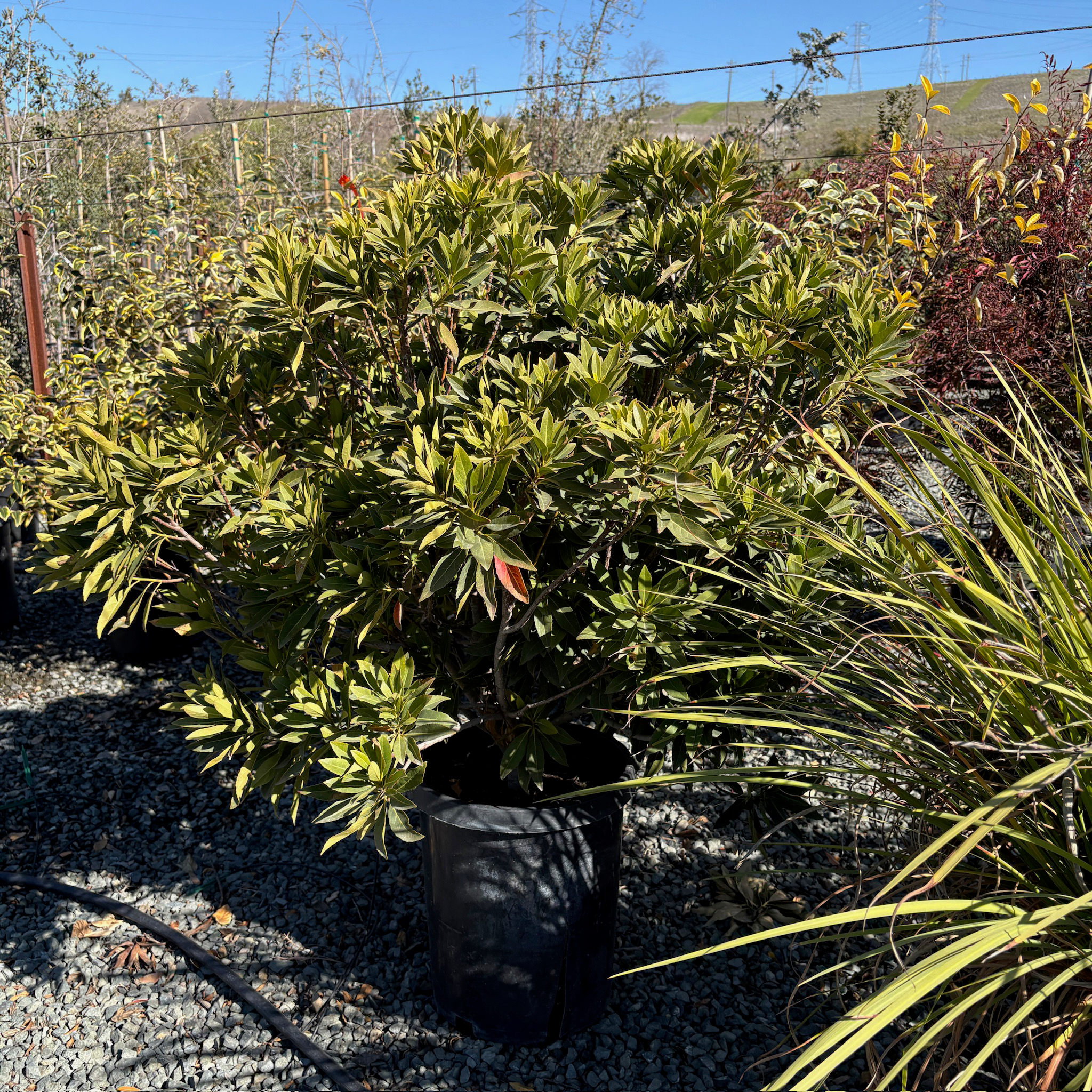 Japanese Blueberry Tree