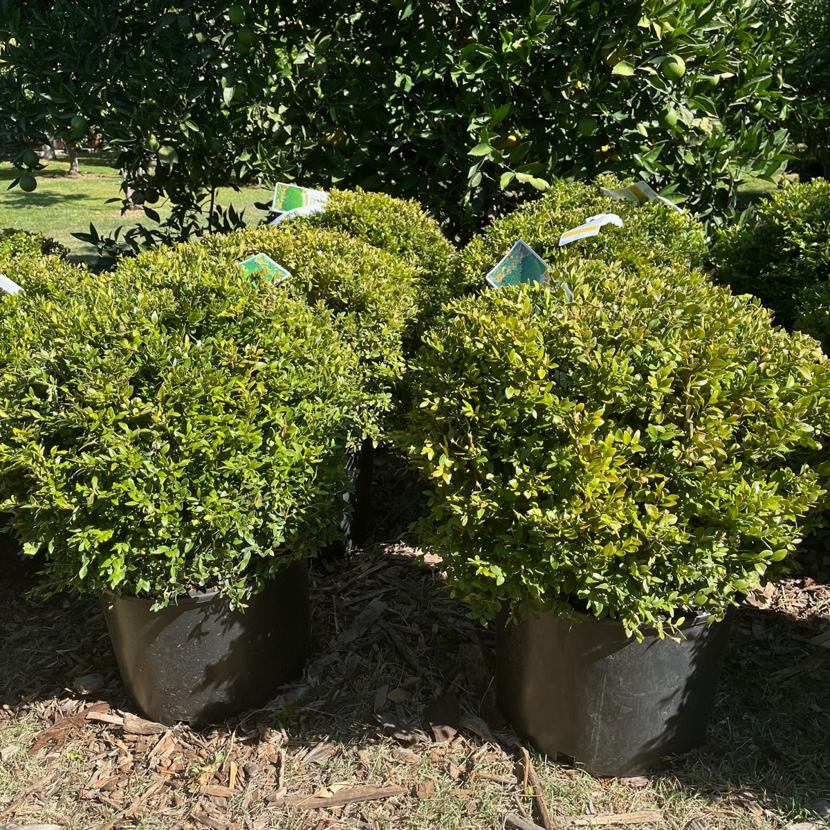 Japanese Boxwood