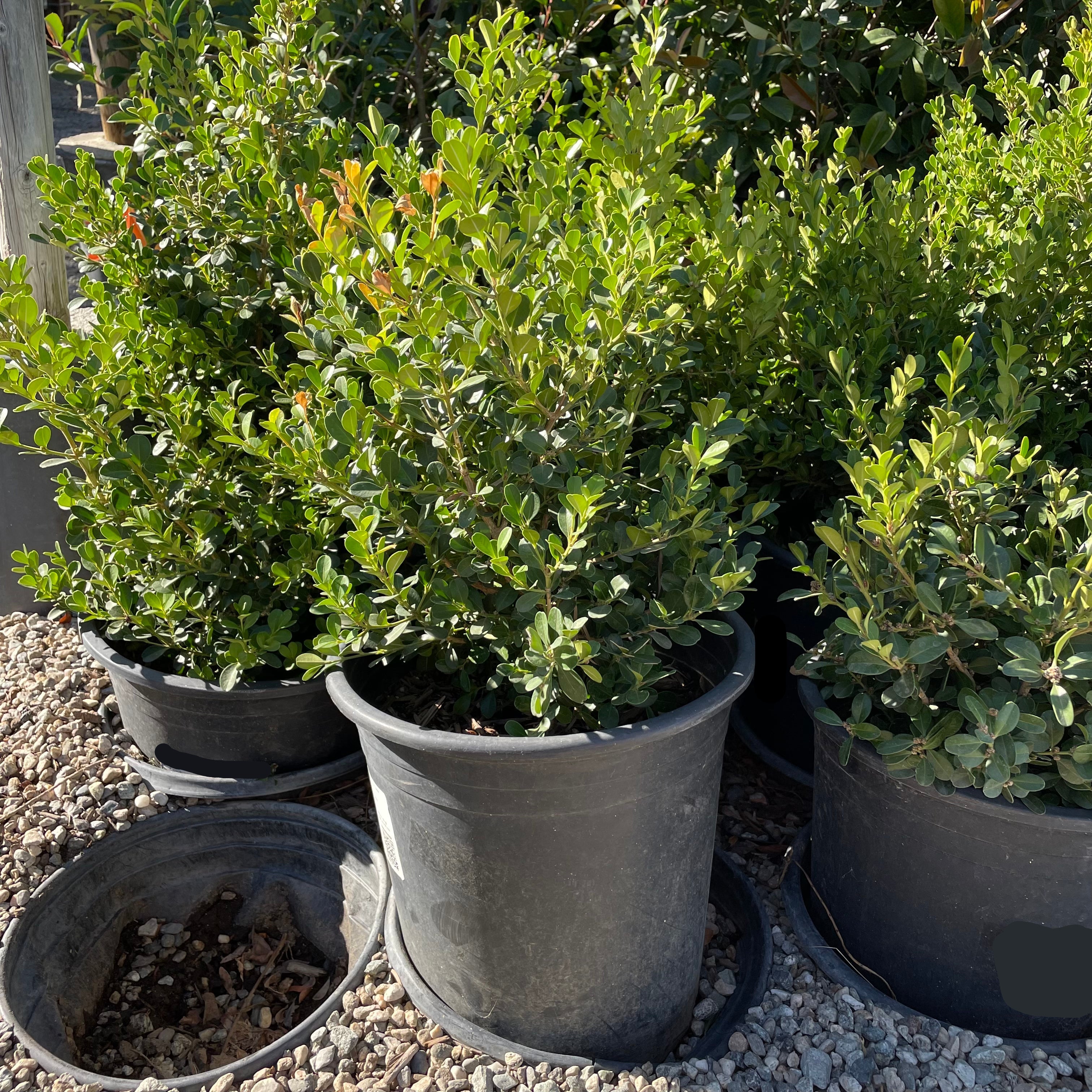 Japanese Boxwood | Hardy Compact Evergreen Shrub – Victory Nursery