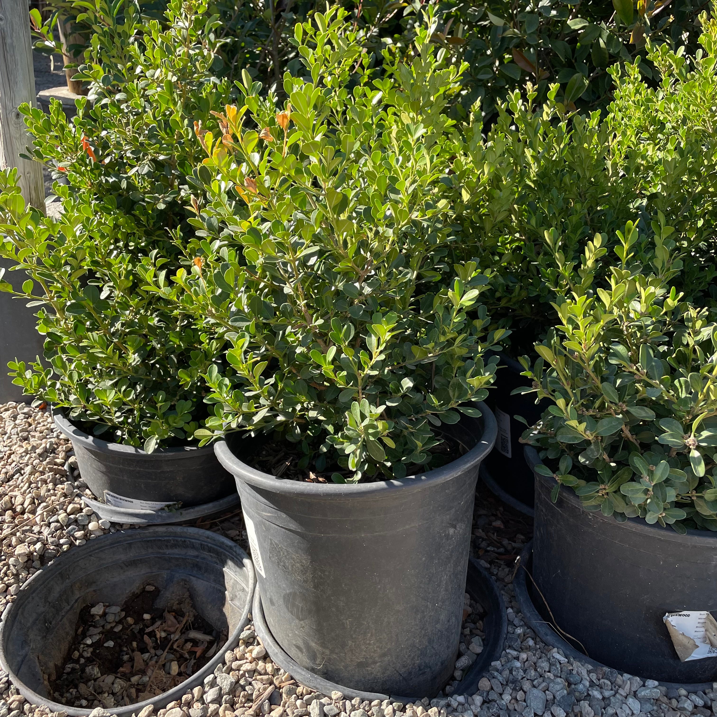 Japanese Boxwood