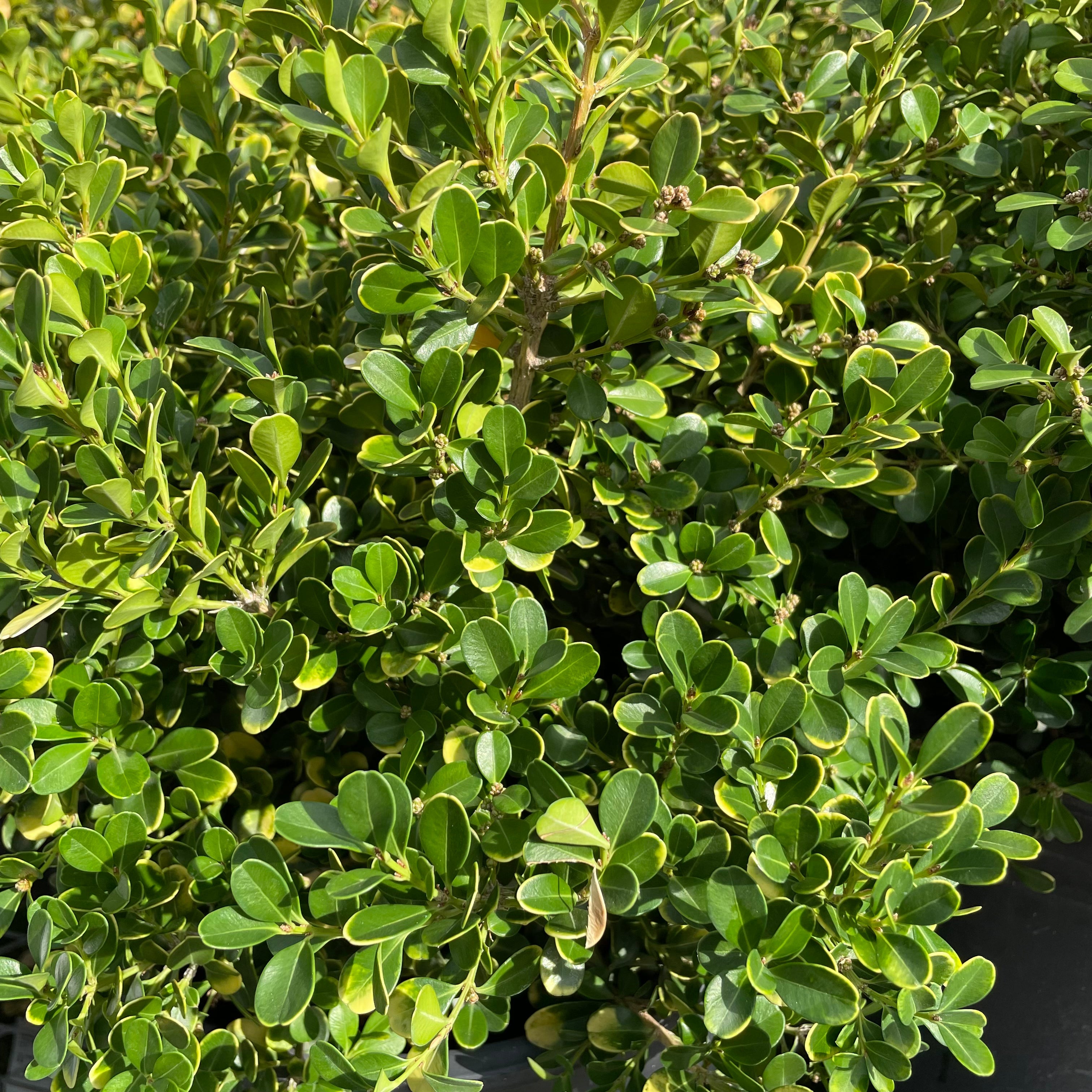 Japanese Boxwood