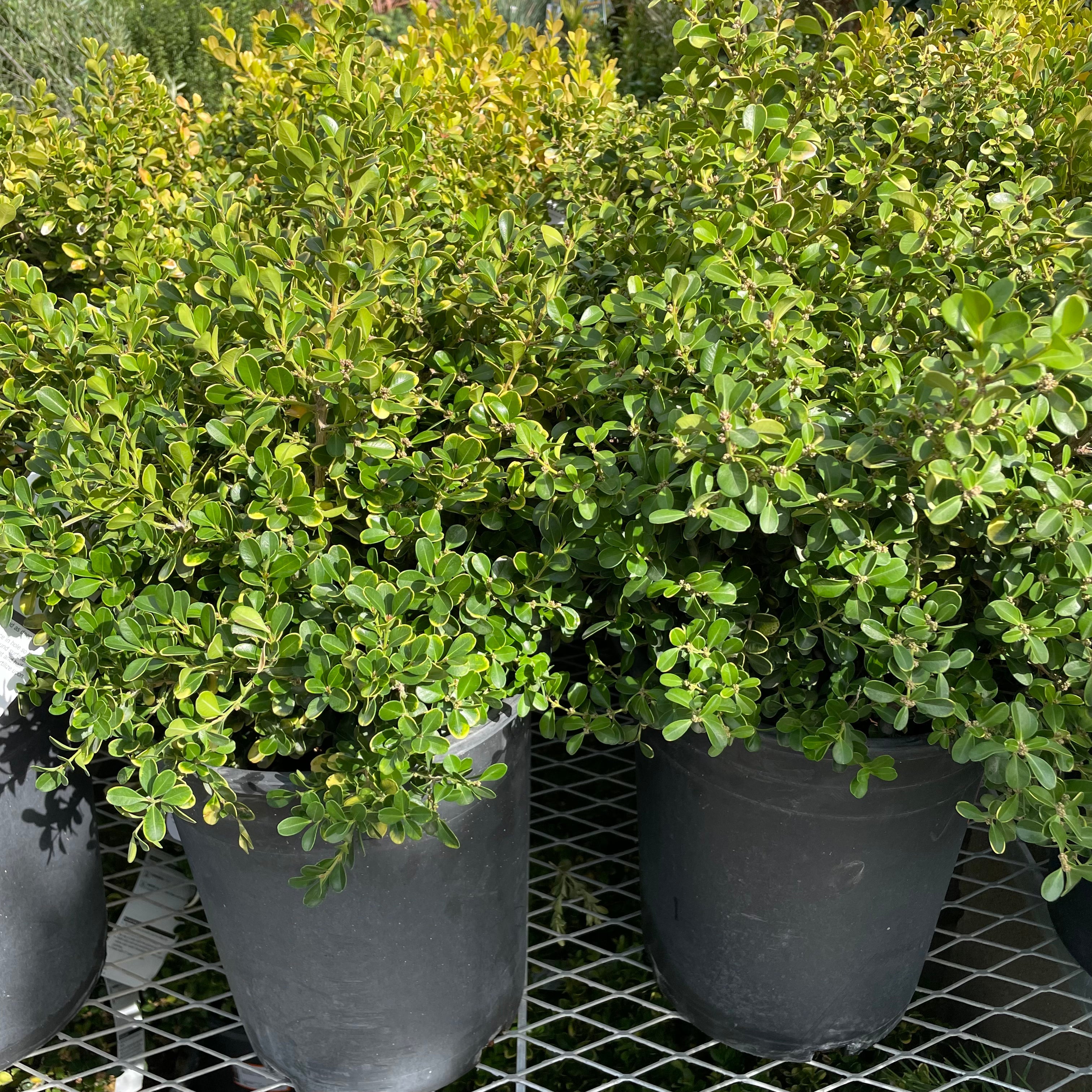 Japanese Boxwood