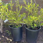 Japanese Boxwood
