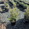Japanese Boxwood