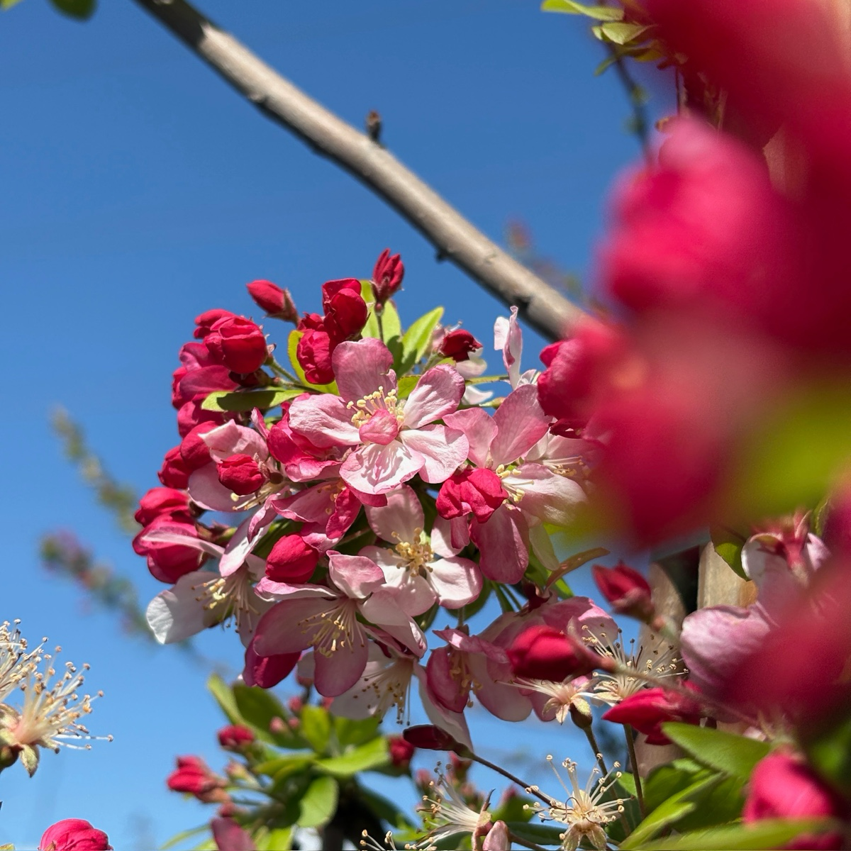 Japanese Flowering Crabapple