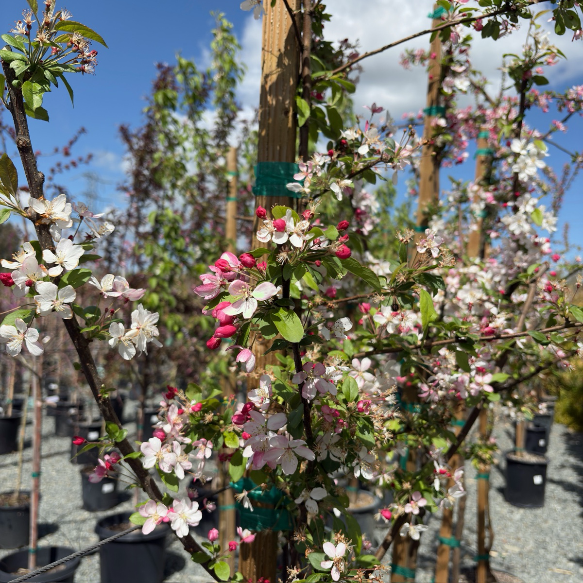 Japanese Flowering Crabapple