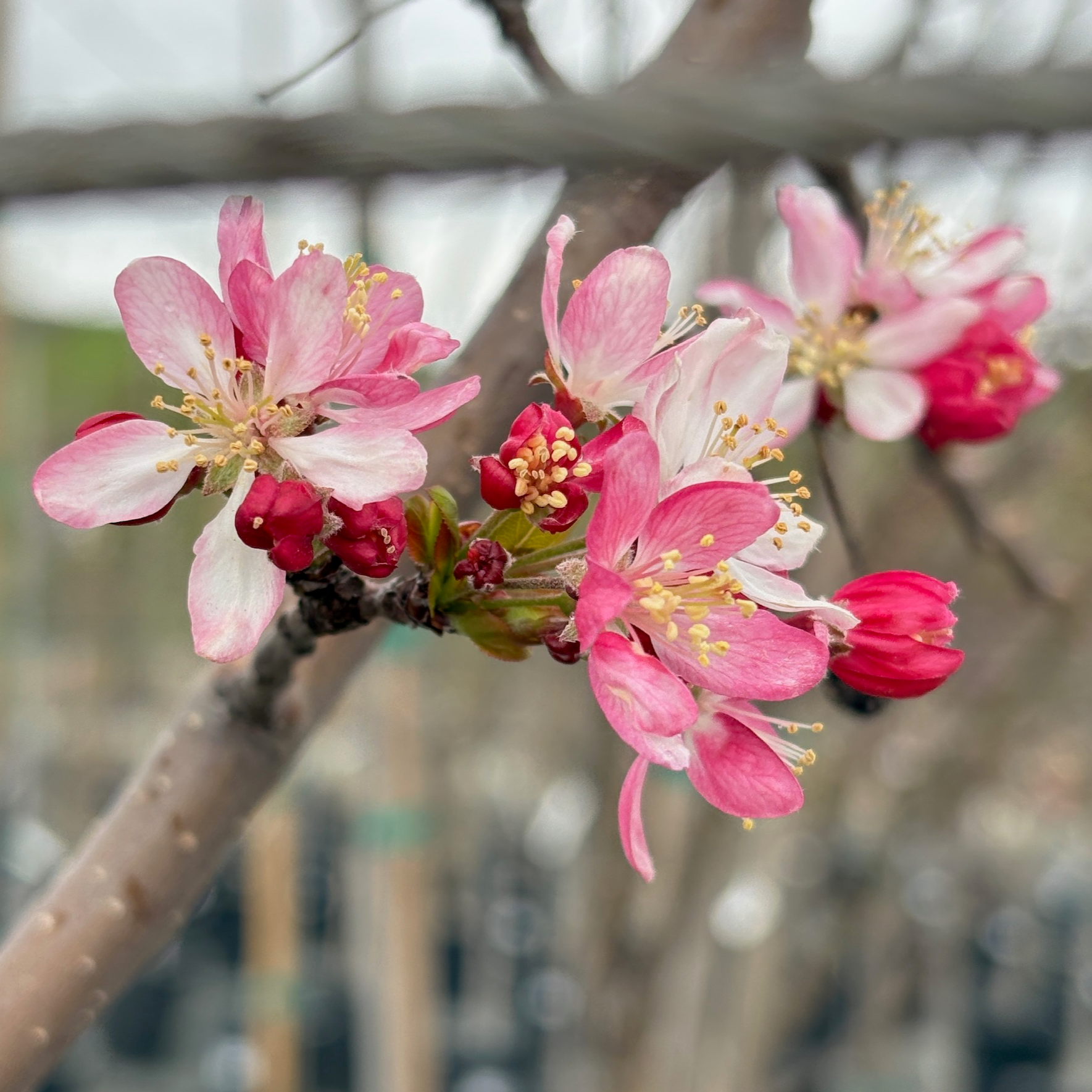 Japanese Flowering Crabapple