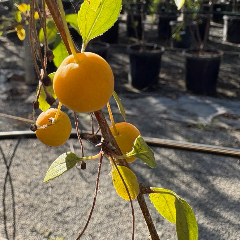 Japanese Flowering Crabapple