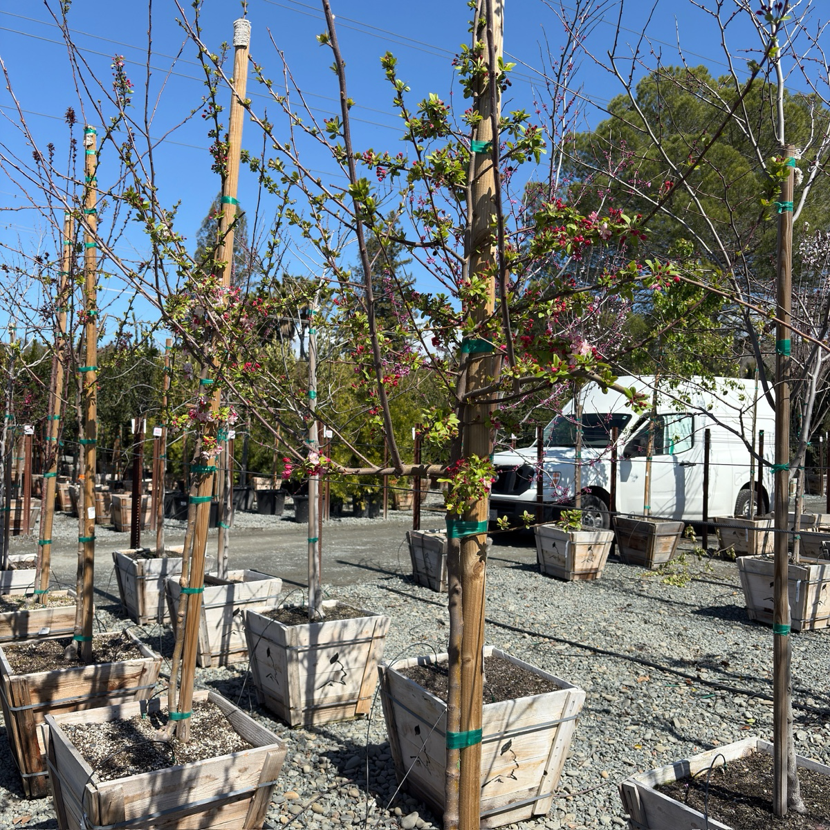 Japanese Flowering Crabapple