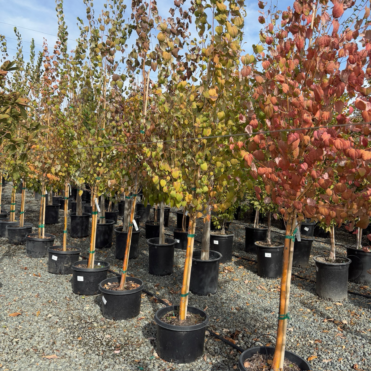 Japanese  Katsura Tree