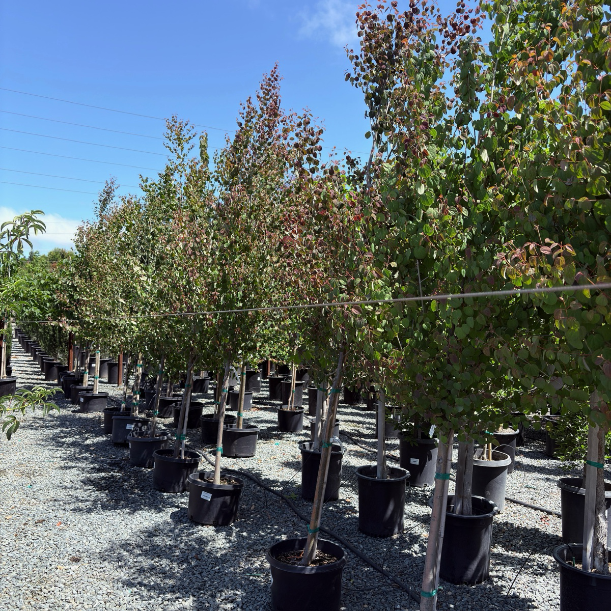 Japanese  Katsura Tree
