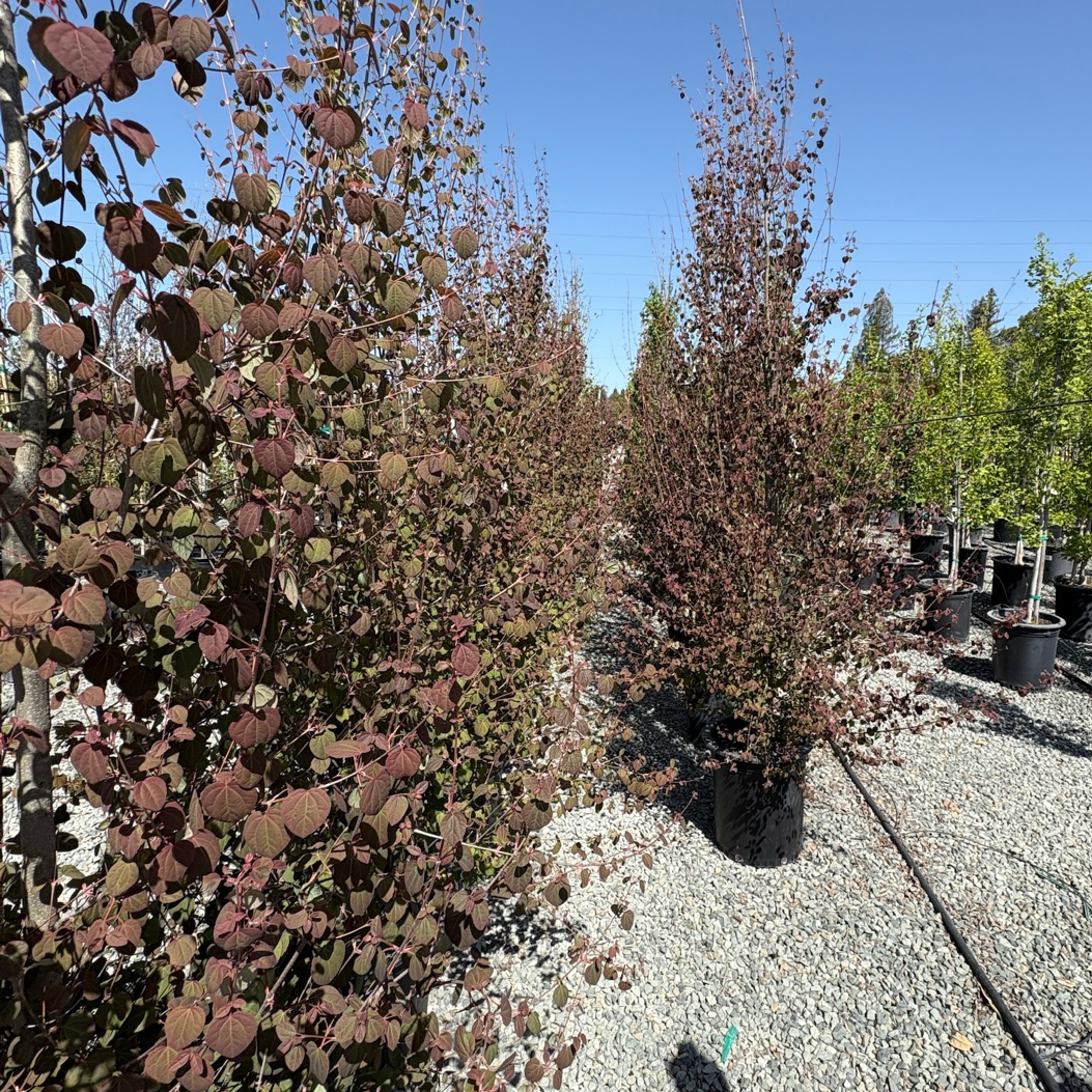 Japanese Katsura Tree