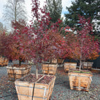 Japanese Maple