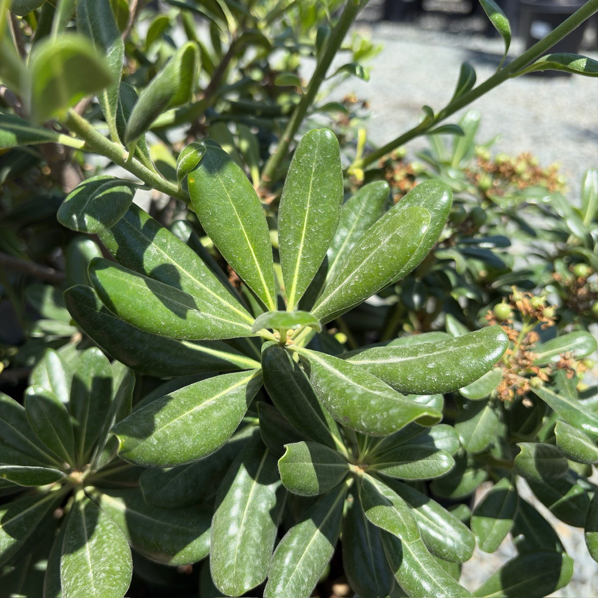 Japanese Mock Orange