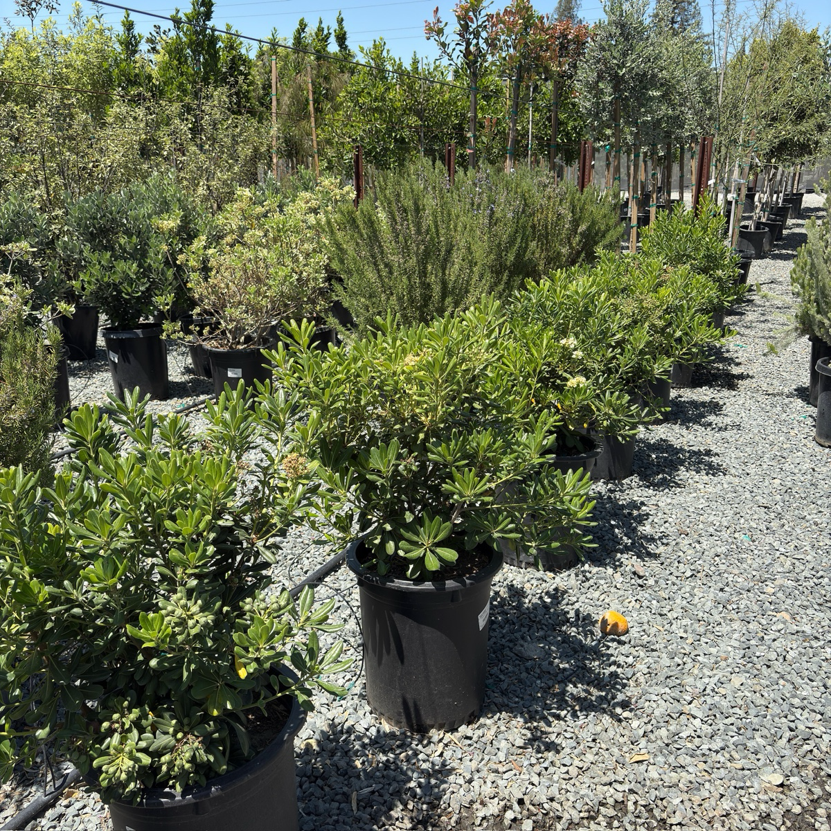 Japanese Mock Orange